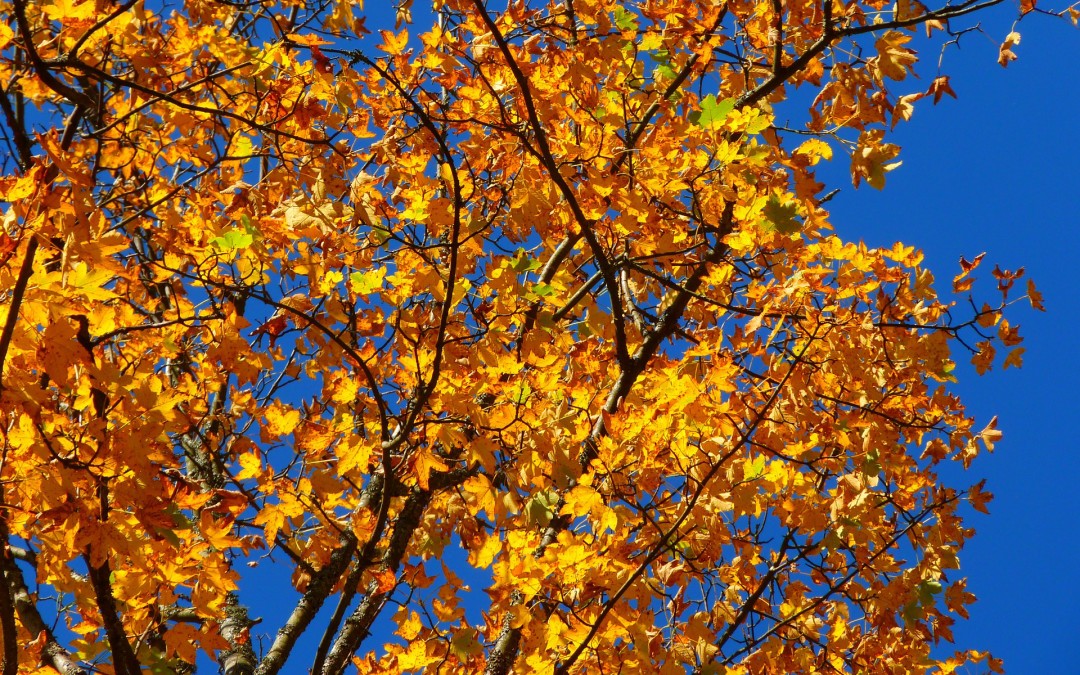 Yellow autumn leaves against a blue sky.