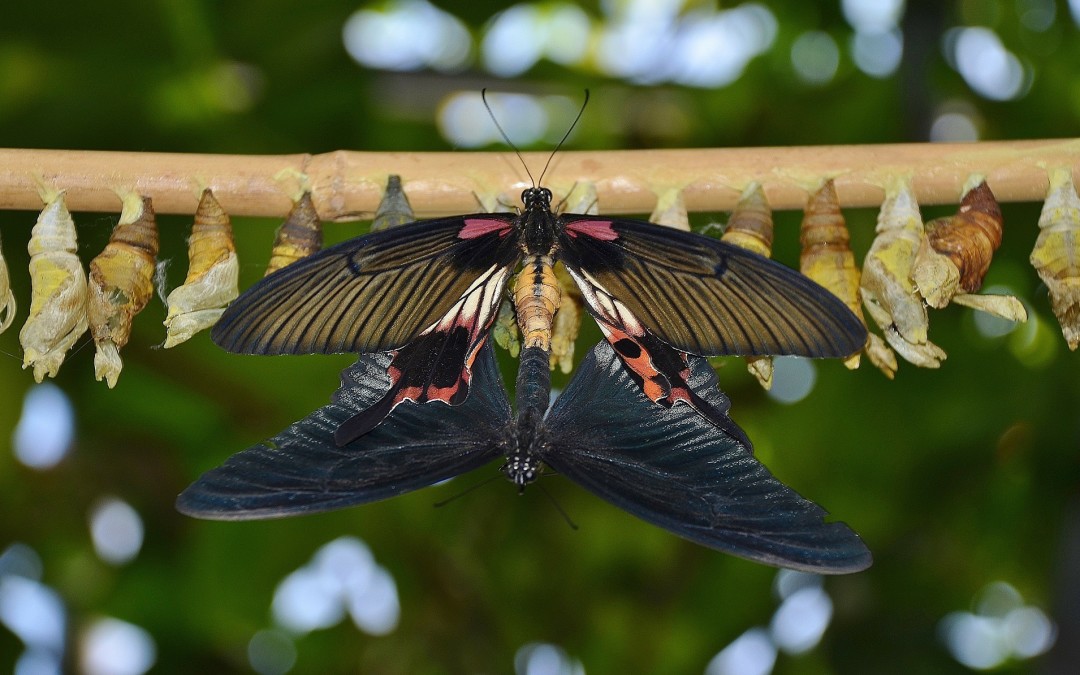 A butterly hangs from a cocoon, surrounded by other cocoons hanging from a branch.